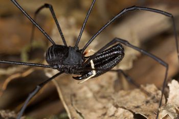 Media type: image;   Invertebrate Zoology 29215